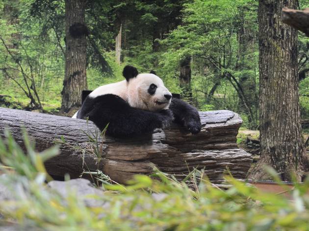 Panda Compaund Ueno Zoo has opened a new panda enclosure that resembles the bear's habitat