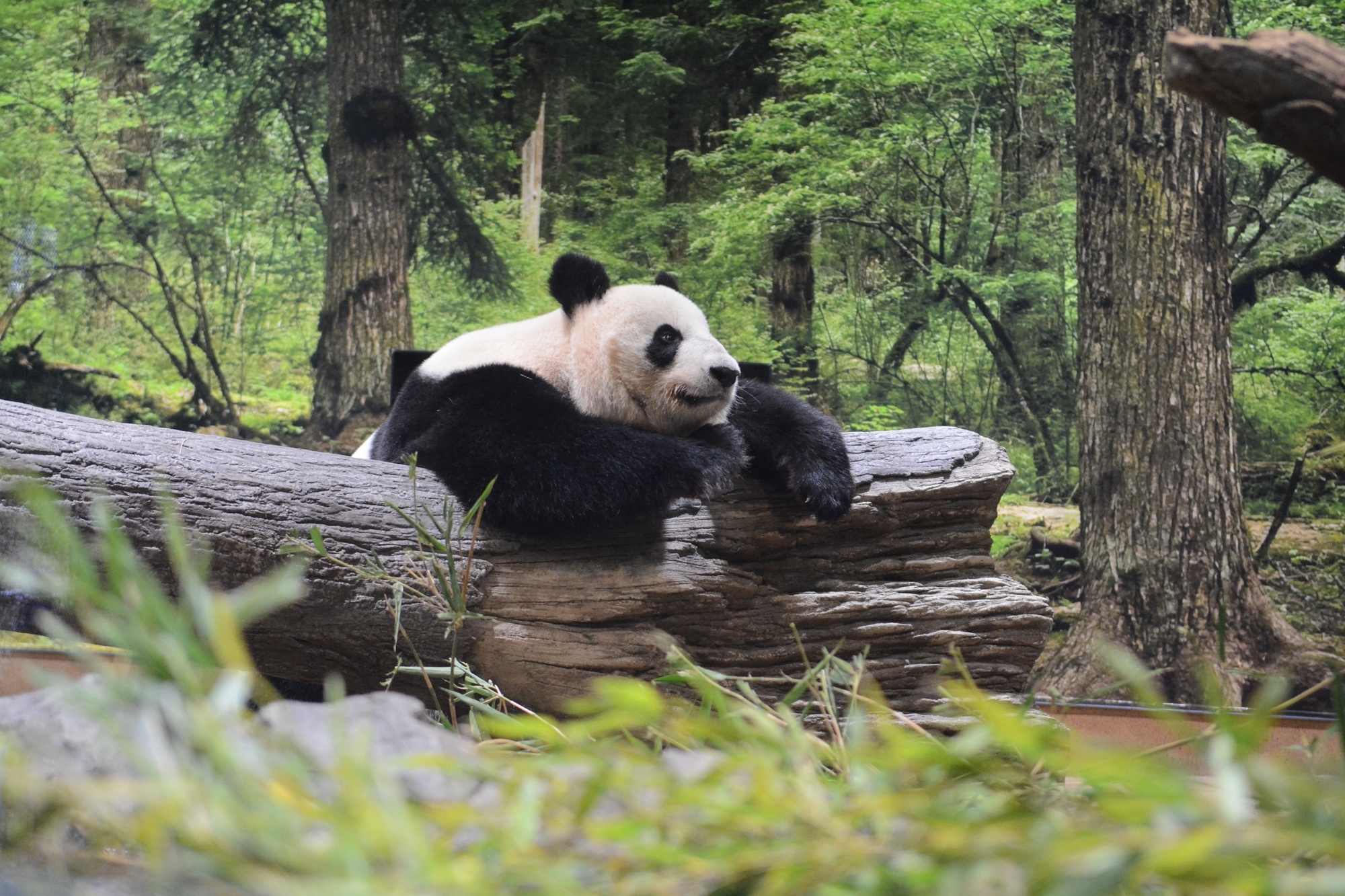 Ueno Zoo Has Opened A New Panda Enclosure That Resembles The Bear S Habitat   Image 