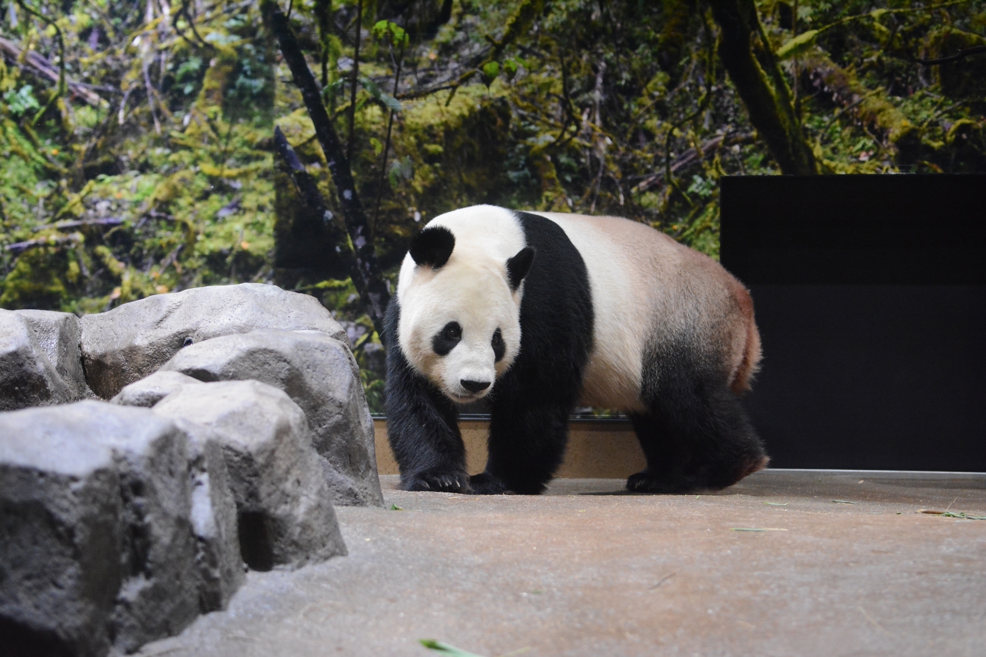 Ueno Zoo has opened a new panda enclosure that resembles the bear's habitat