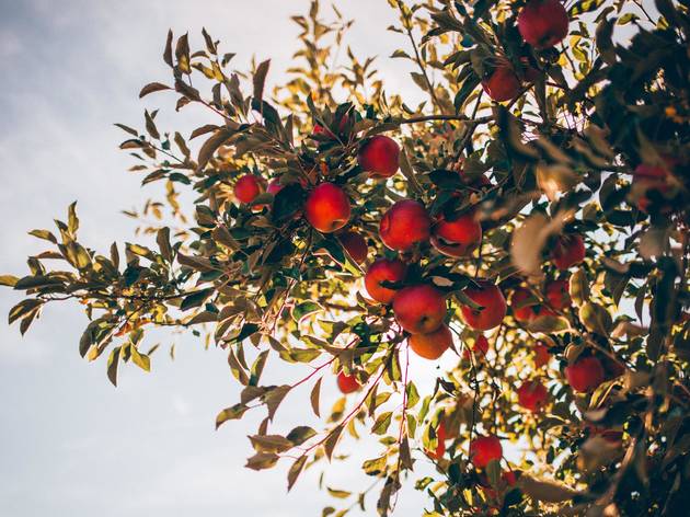 Apple Picking Apple Picking
