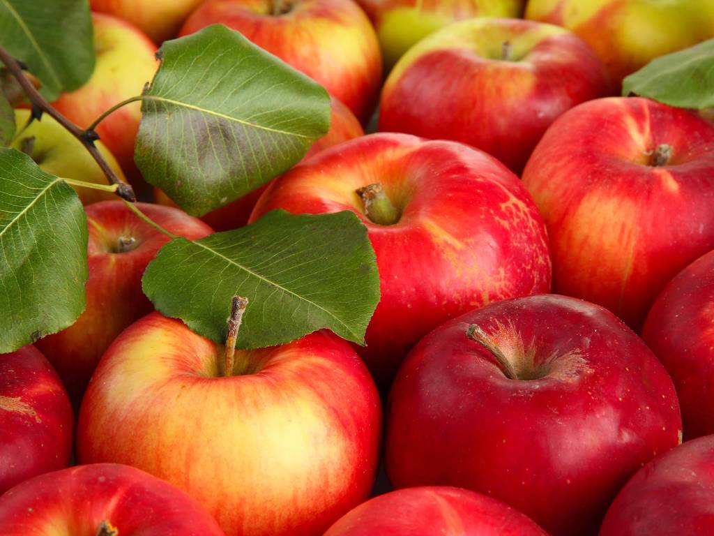 28 Farms And Orchards For Apple Picking Near NYC