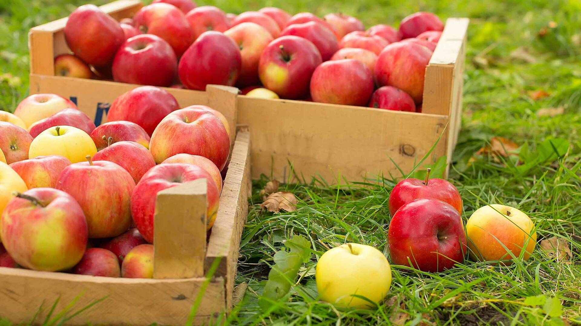 28 Farms and Orchards for Apple Picking Near NYC