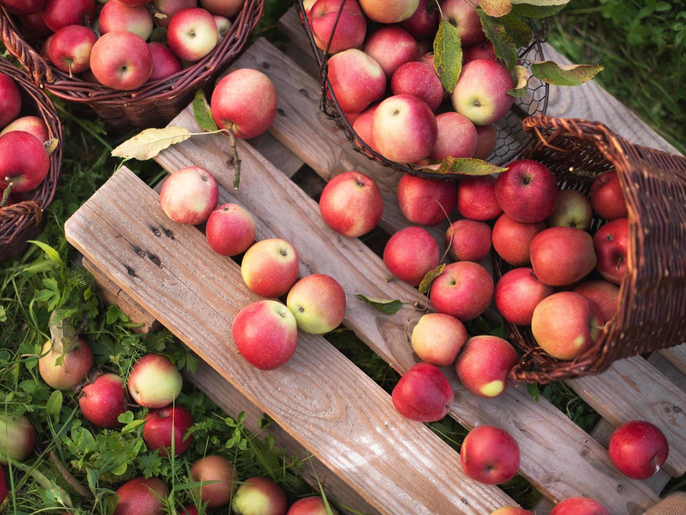 28 Farms and Orchards for Apple Picking Near NYC