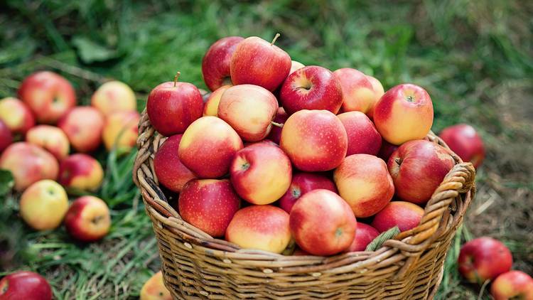 Apple picking