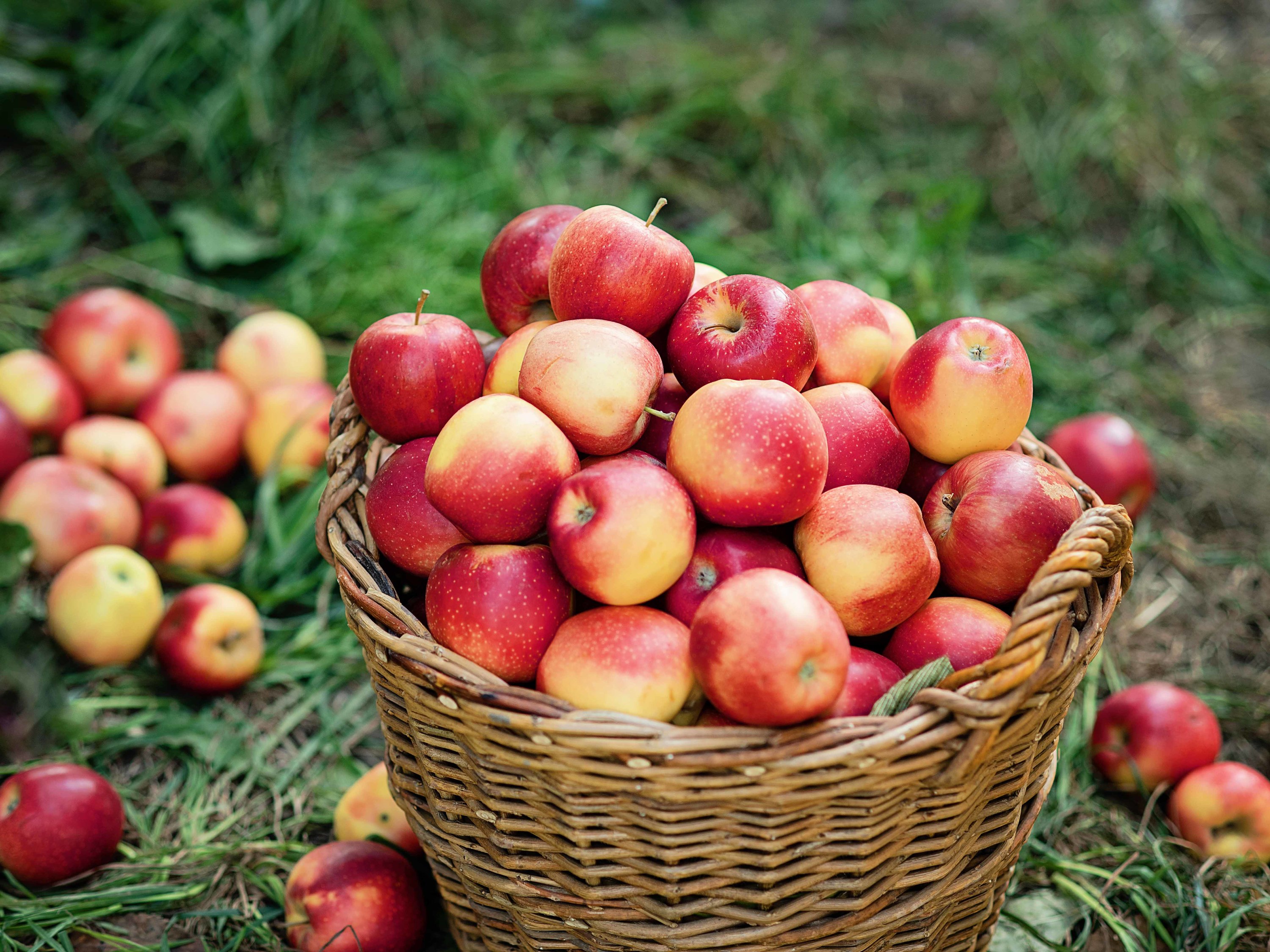 5 REASONS WHY TO CHOOSE ORGANIC APPLES