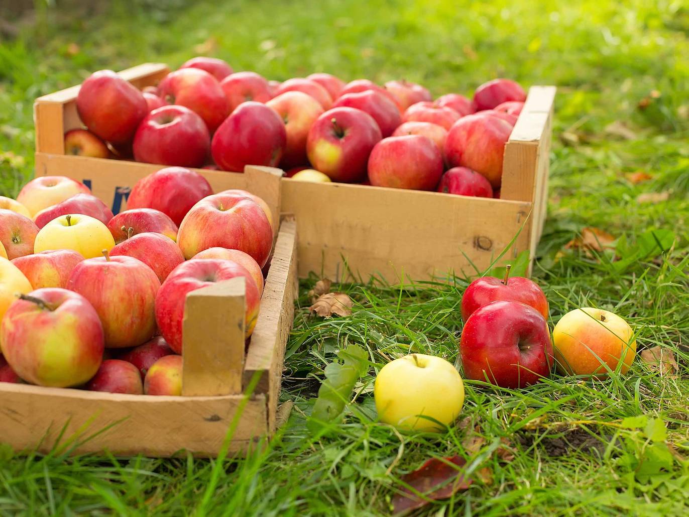 29 Farms and Orchards for Apple Picking Near NYC in 2022