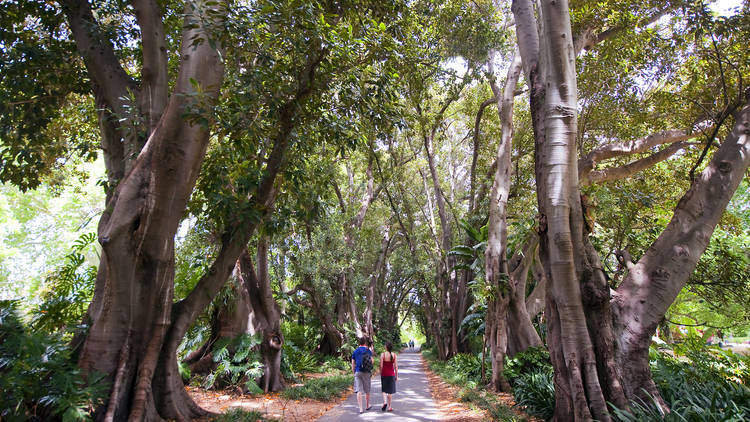 Tree Lined Path - Botanic Gardens