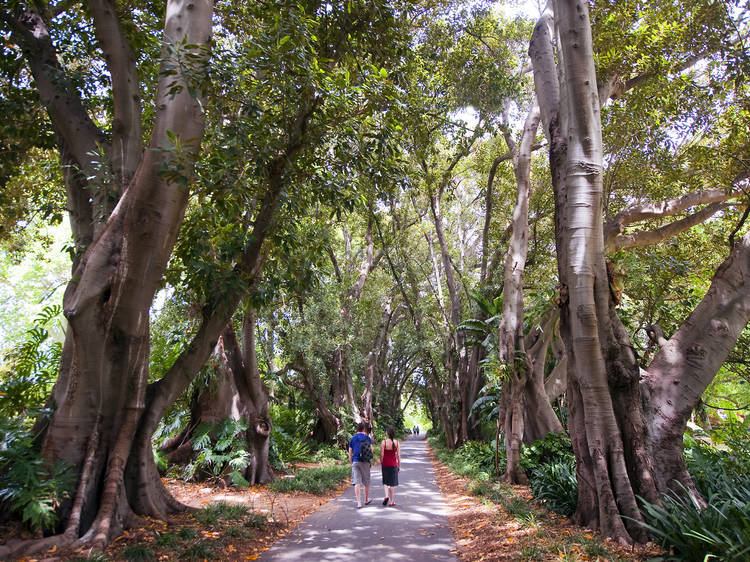 Go on a guided walk around the Adelaide Botanic Garden