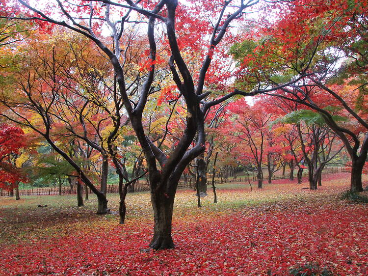 神代植物公園 神代植物公園