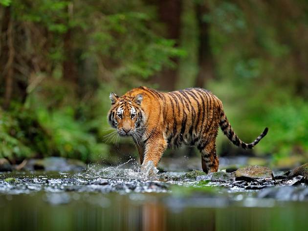 True story: There is a tiger still on the loose in Tennessee Tiger