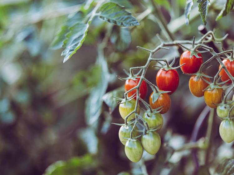 People turn food waste into compost