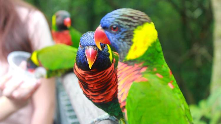 Jurong Bird Park 