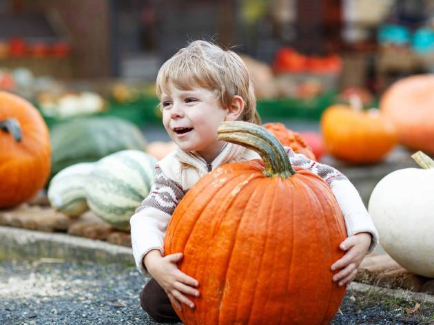 little boy pumpkins