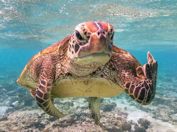 The hilarious winners of the Comedy Wildlife Photography Awards The hilarious winners of the Comedy Wildlife Photography Awards