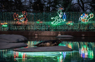 Take in dazzling Christmas lights at ZooLights this December