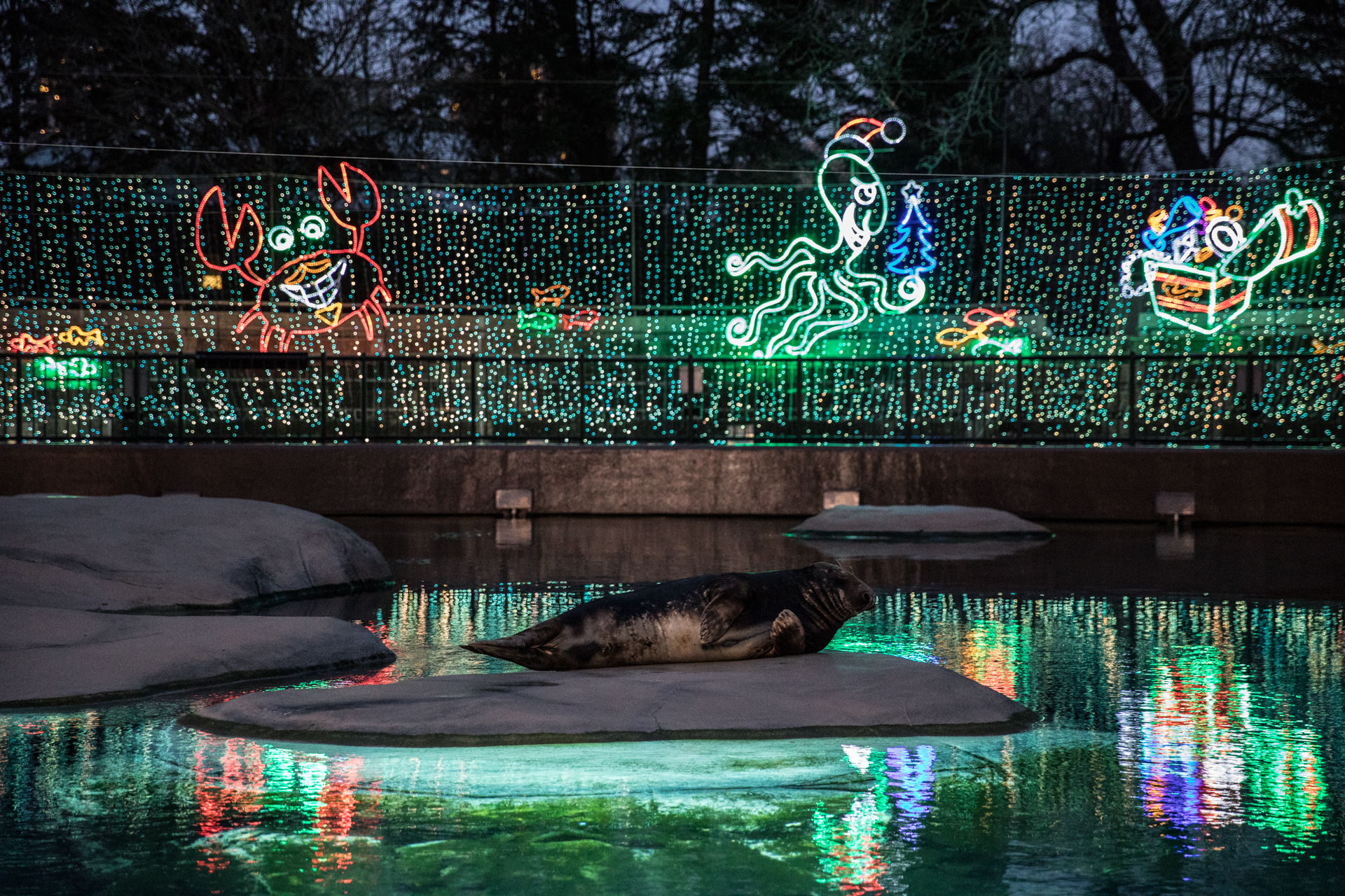 frugter deres Slægtsforskning Take in dazzling Christmas lights at ZooLights this December
