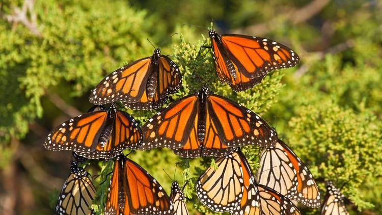 Hundreds of monarch butterflies are ‘roosting’ in Chicago right now