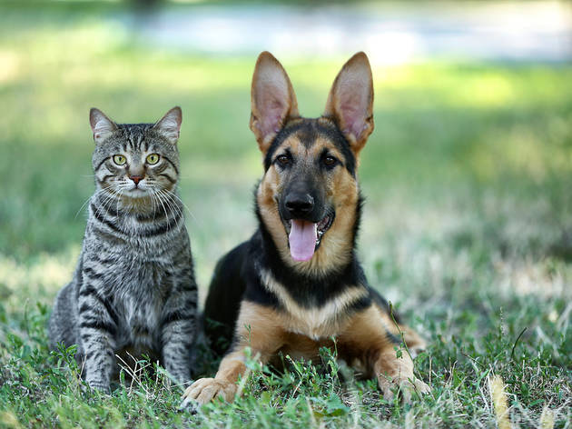 Pets: a cat and a dog in a field A cat and a dog in a field