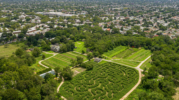 the amazing maize maze