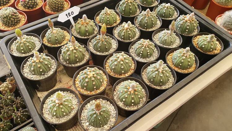 Big Cactus & Succulents Market Fair