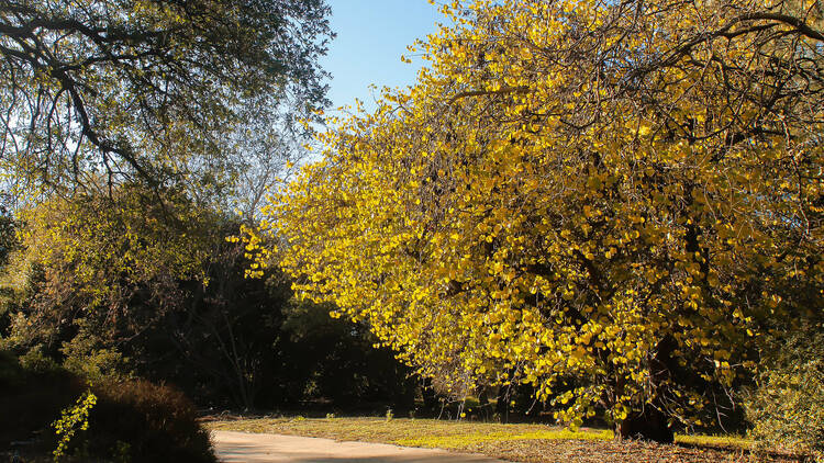 Descanso Gardens