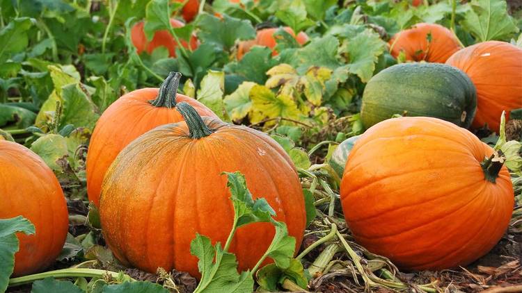 Fall Harvest at Happy Day Farm