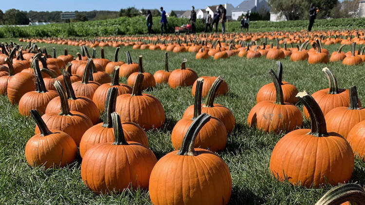 Schmitt Family Farm's Annual Fall Festival