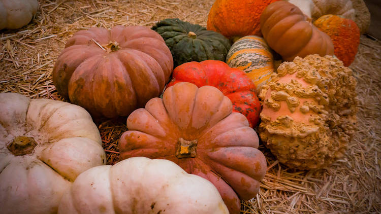 Mr. Jack O’ Lanterns Pumpkins