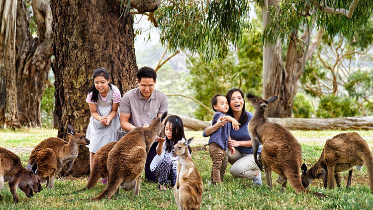 Family gather near kangaroos at Cleland Wildlife Park