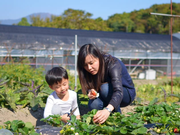 Fruitful Organic Farm Fruitful Organic Farm