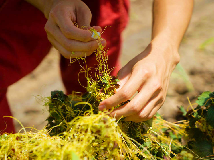 AuLaw Organic Commons