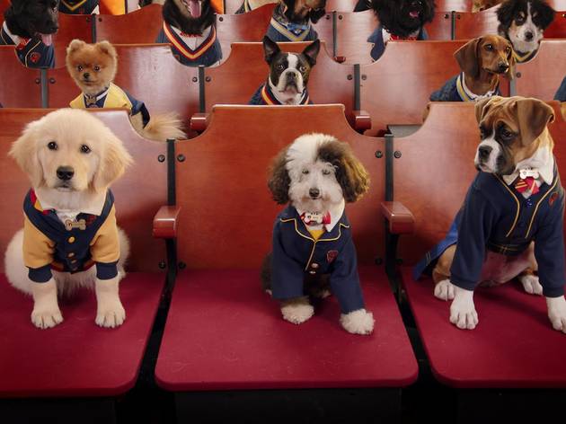 Academia de cachorros Academia de cachorros