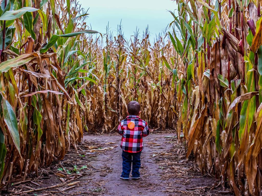 16 Biggest And Best Corn Mazes In The US To Get Lost In