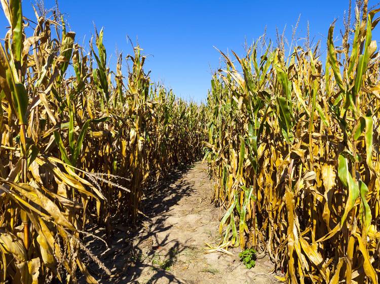 15 Biggest and Best Corn Mazes in the U.S. to Get Lost In