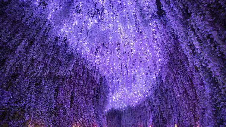 Light Purple Anime Flowers Wallpapers  Wallpaper Cave