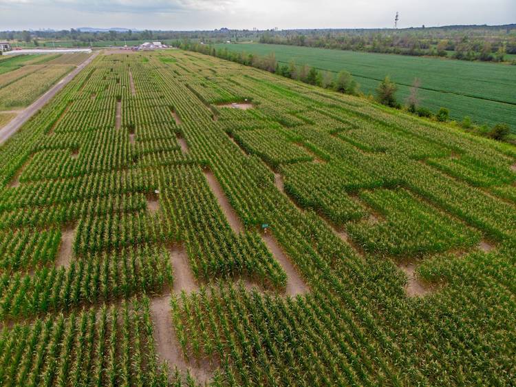 Visit a corn maze