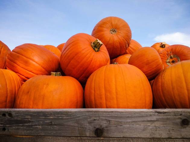 Pumpkin Patch Pumpkin Patch
