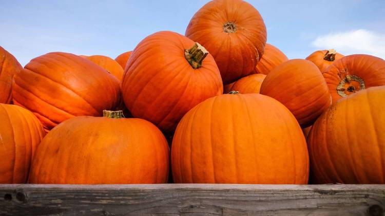 Pumpkin Patch at Pinto's Farm