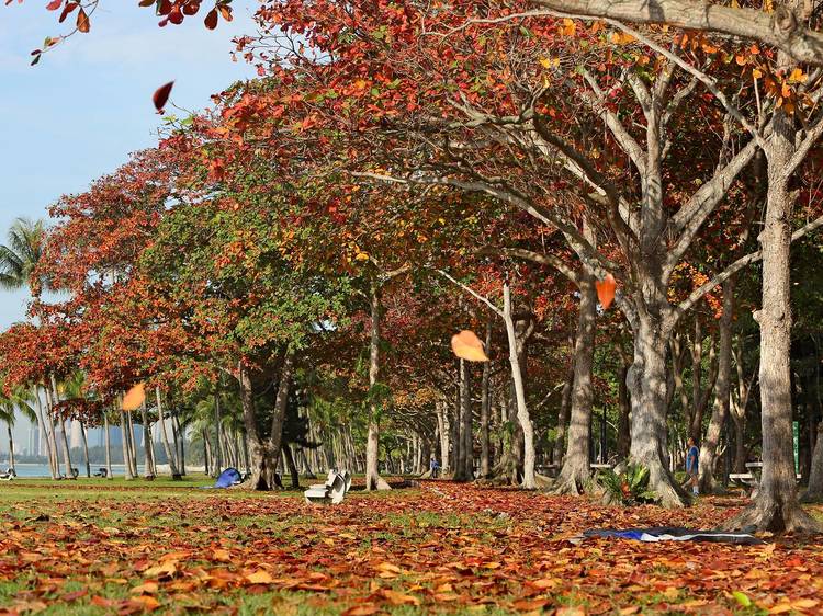 Keep an eye out for Singapore's tropical 'autumn' 