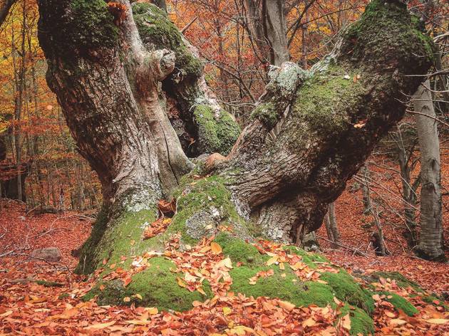 Bosc de Merli Viladrau, 7 boscos de Catalunya, tardor 2020