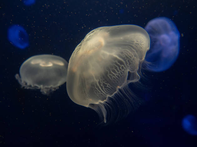 "Spineless" at the New York Aquarium Spineless new york aquarium
