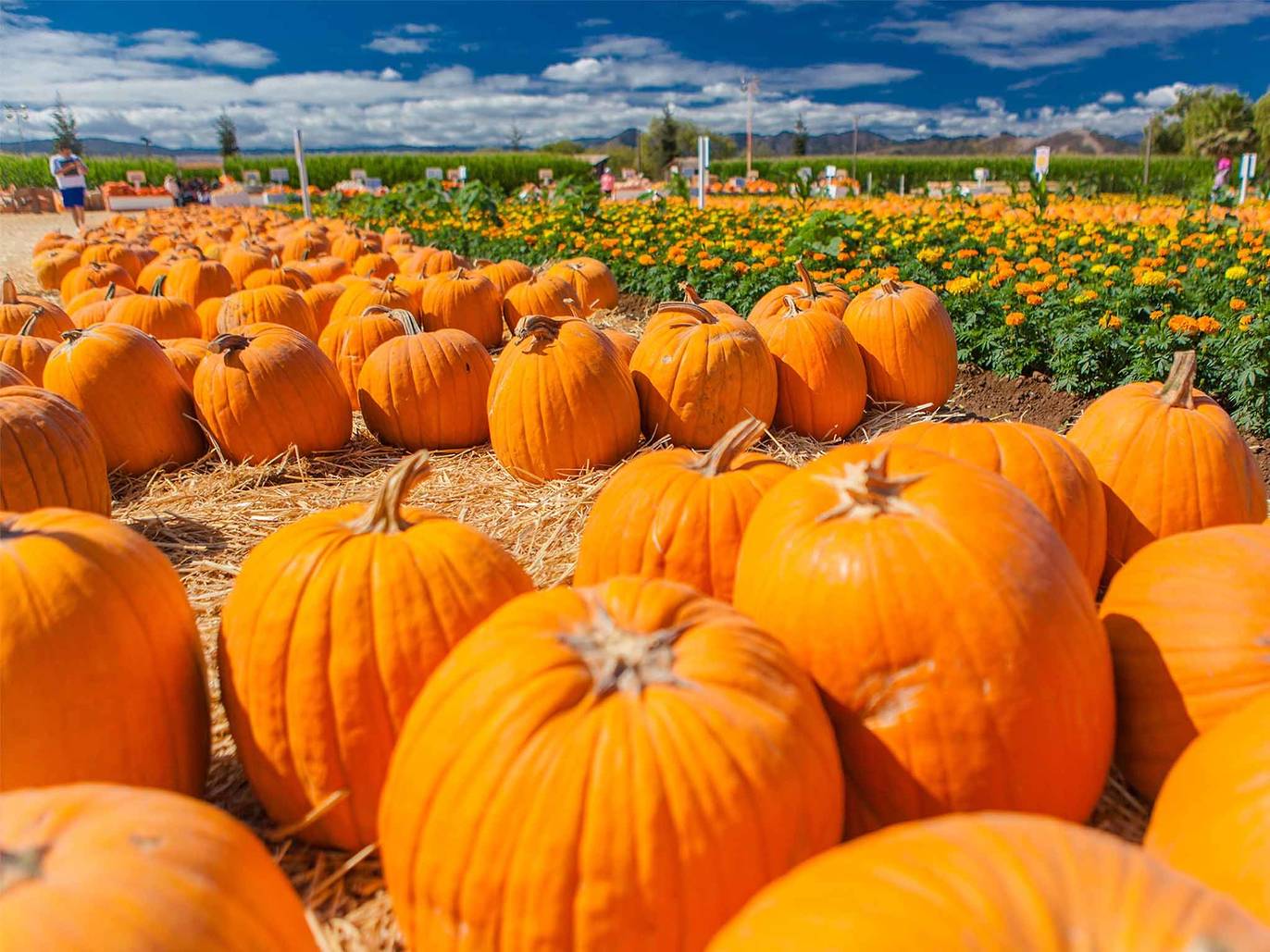 20 best spots for pumpkin picking in NYC