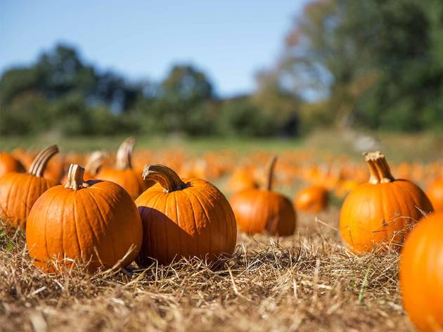 pumpkins