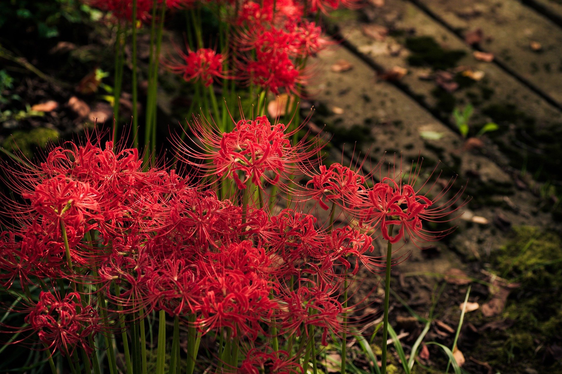 Saitama park cuts down five million red spider lilies to discourage