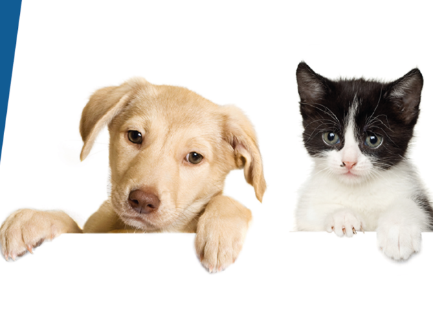 Festa Online do Animal Dia do Animal