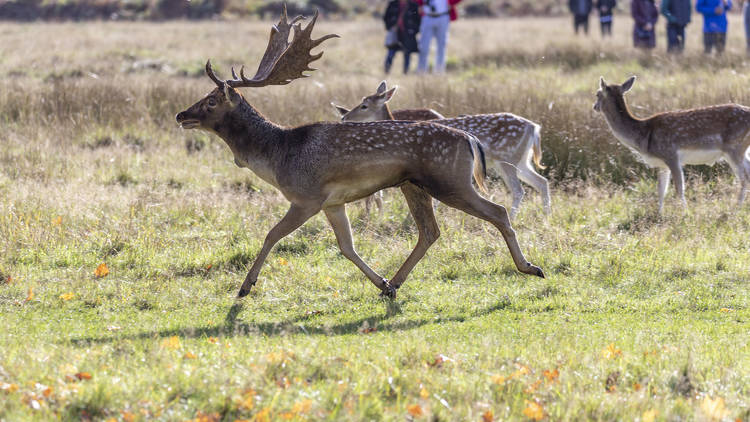 Fallow Deer