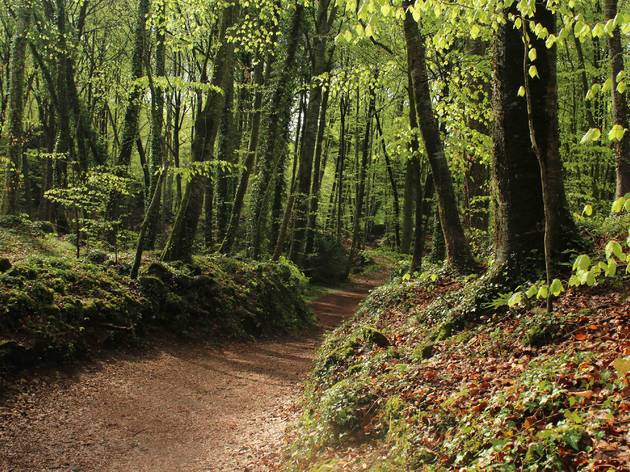 La Fageda d'en Jordà, Tardor a Catalunya