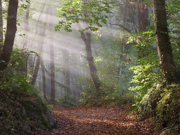 Fageda d'en Jordà Tardor a Catalunya, First sunbeams in the forest of La Fageda d'en Jorda in Garrotxa, Girona, Catalonia.