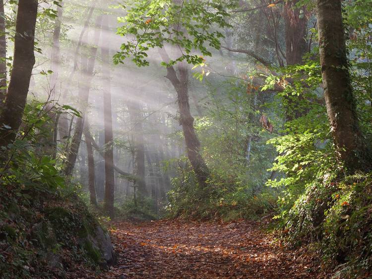 Fageda d'en Jordà