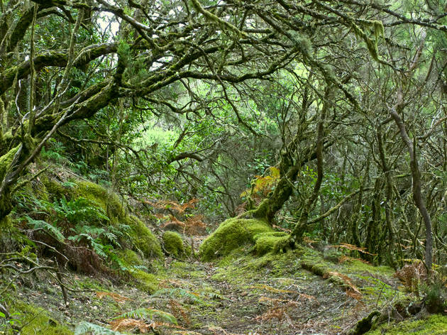 Parque Nacional Garajonay Parque Nacional Garajonay